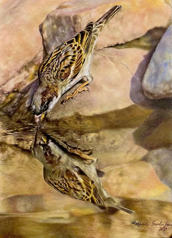 Wildlife — MV-004, pastel and colored pencil by Maryam Fardinfard