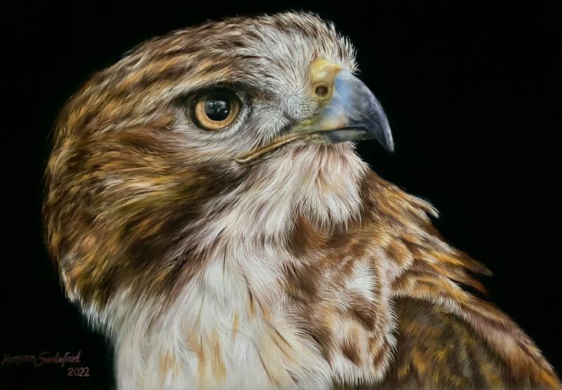 Wildlife — MV-006, pastel and colored pencil by Maryam Fardinfard
