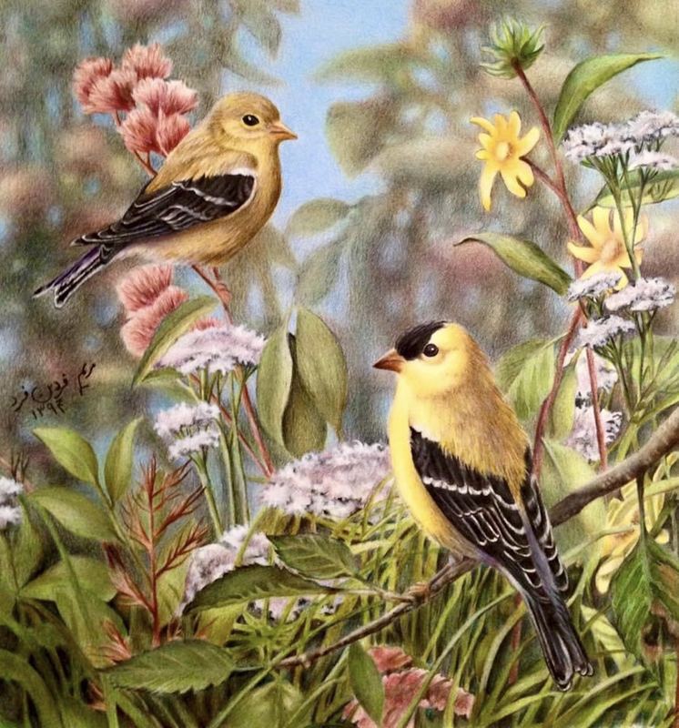 Wildlife — MV-009, pastel and colored pencil by Maryam Fardinfard
