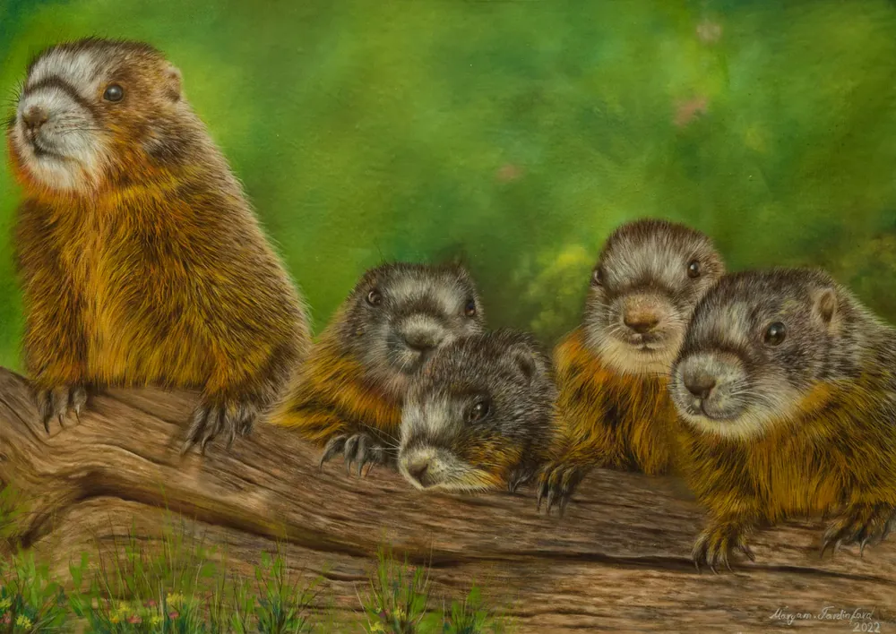 Young Marmots — Wildlife by Maryam Fardinfard
