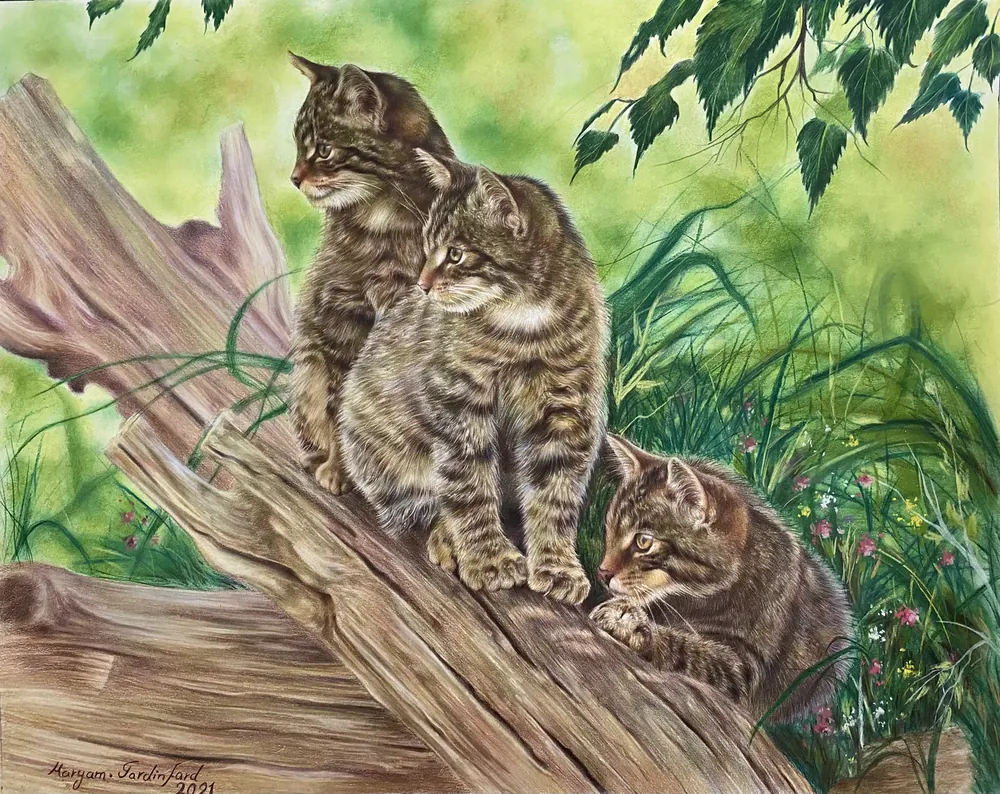 Wild Kittens — Wildlife by Maryam Fardinfard